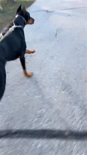 Hello Wonderful Friends - From Paul & Kingston at The Principia in Town & Country! Have a Wonderful Wednesday! | Paul Flotron | Facebook