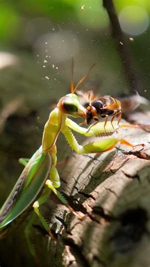 Praying Mantis vs Hornet – The Fastest Strike in Insect Combat\n\nOne second of hesitation…\nand it’s…