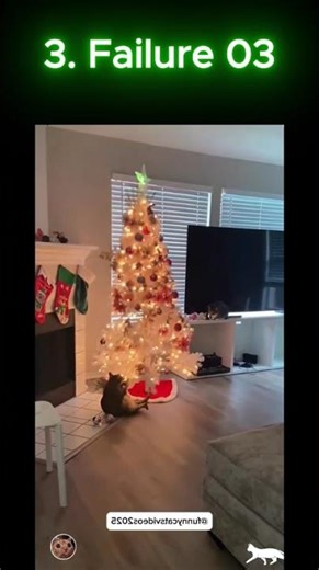 Cat failures 03 | The Pet Behaviorist