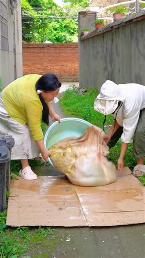 Making Hot Pot with Cow Dung and Making the Neighbor Drool