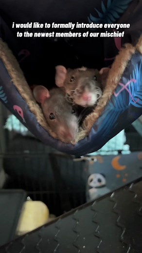 Meet the newest members of our mischief! I hope you guys love them as much as I do ❤️ #rats #rattok #ratsoftiktok #pets #petsoftiktok #petrats #animals #cute #funny #foryou #foryoupage #fyp