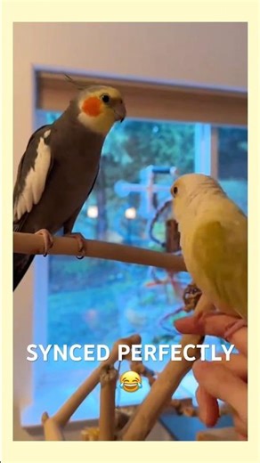 He understood the assignment 😭 #birds #parrotlife #parrot #funnyparrot #cockatiel #viral #pets