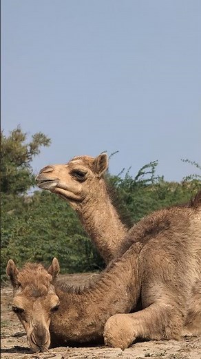 4K Camel Video: Majestic Desert Wildlife in Ultra HD
