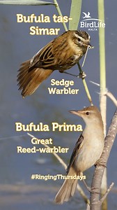 17K views · 521 reactions |  From the reeds they sing! Meet the...