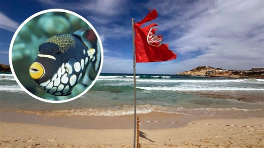 Wende um vermeintlichen Hai-Angriff im Mittelmeer: Bunter Fisch biss wohl verheerend zu