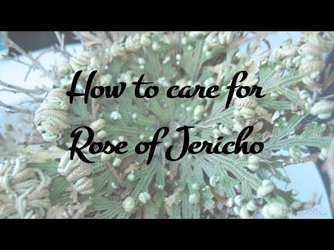 How to Care for Rose of Jericho