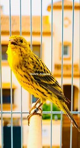 Lizard Canary | Canary Singing | Best Male Canary Training #kenarigacor #kenari3in1 #canarysinging