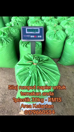 Silaj masih ada ye abe2 . Berminat atau mempunyai soalan apa2 blh whatsapp saya . #silaj #napier #ternakan