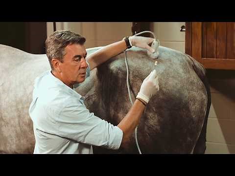 Equine Ultrasound-Guided Injections: SonoSite Veterinary Education