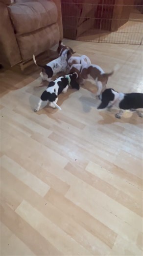 3.1K views · 134 reactions | Looking pretty wild tonight! Iris’s nine are definitely feeling full of pep! The countdown has begun for their new families-just 8 more days and they will start heading to their homes! I know we’ve got some VERY excited families, and we will have some very happy little puppies ❤️ We - and hopefully all of you- will cherish every day until they leave! #bassethound #bassetpuppy #bassethoundpuppy #countdown | Serenity Basset Hounds | Facebook