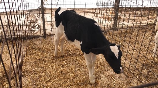 1.7K views · 19 reactions | Learn how to properly collect an aseptic blood culture sample from a dairy calf under field conditions with the use of minimal restraint and basic supplies from this JAVMA Technical Tutorial Video: https://doi.org/10.2460/javma.25.02.0116  | Journal of the American Veterinary Medical Association - JAVMA | Facebook