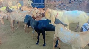 Understanding Goat Mating Behavior on Farms