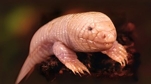 Mexican Mole Lizard 🪱 Bizarre 'Legless' Lizard! | 1 Minute Animals Forget everything you thought you knew about lizards! Buckle up as we explore the bizarre and fascinating Mexican Mole Lizard. Nicknamed the "five-toed worm lizard," this burrowing wonder sports a long, slender body and sharp claws, perfectly adapted for carving through desert soil. #MexicanMoleLizard #BipesBiporus #Bipes #FiveToedWormLizard #LeglessLizard | 1 Minute Animals