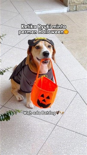 RYUKI TRICKED OUT HIS MOM TO GET HALLOWEEN CANDY‼️🤣 #shorts #cutedog