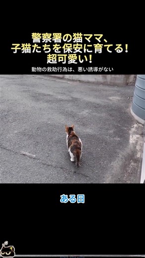 不思議な動物の行動集