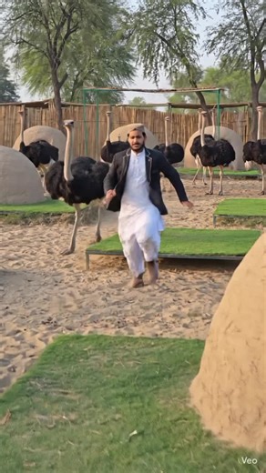 Fighting an Ostrich: What Happened?