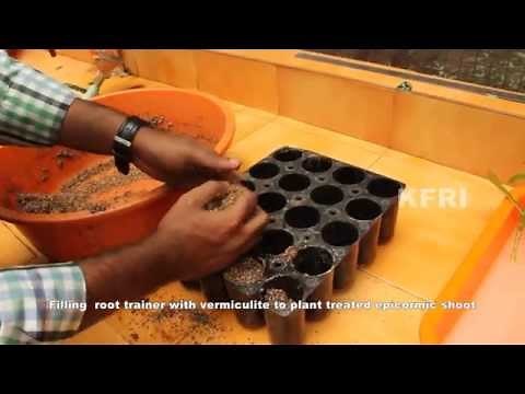 #TEAK (Tectona grandis), plus tree or mother tree climbing