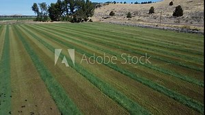 Flight over green field and flock of small black birds flying