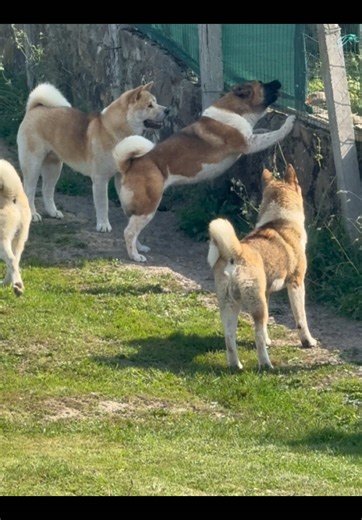Akita Dogs vs. Geese: A Hilarious Showdown
