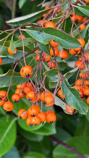 🌿 Outdoor Learning🌳 Our Year 2 and Year 4 children have been exploring the great outdoors this week, discovering the amazing trees and plants that grow right here on our school grounds! 🍃 From towering oaks to colourful berries, the children have been using their observation skills to identify different species and learn more about nature all around us 🪾🍁 Can you name any of the trees or plants we have found? 👀 🍂 #outdoorlearning #natureexplorer #schoollife #learningoutsidetheclassroom #c