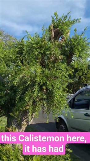 Pollarding native shrubs. #pruning #arborist #gardenhacks #bottlebrush
