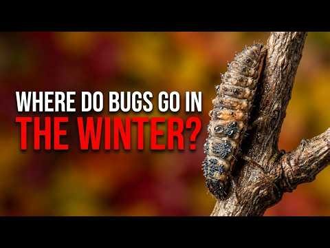 Catching Strange Insects in Garden Stems | Ladybugs, Beetles & Beneficial Predators