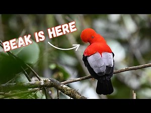Andean Cock-of-the-Rock | Funny bird, even funnier sound