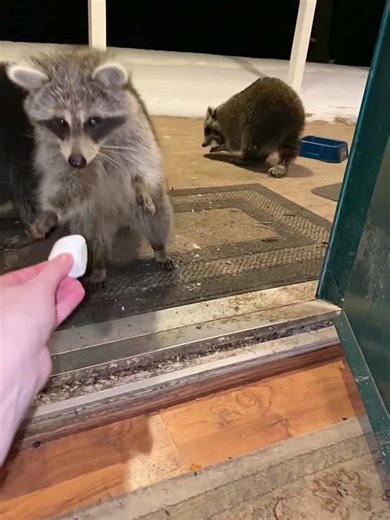Raccoon Screaming Compilation