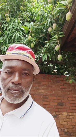 The Exciting Arrival of Mango Season