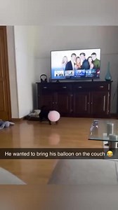 214K views · 4.2K reactions | Funny dogs compilation 藍藍藍藍藍藍 #foryouシ #cutepets #dog #petlovers #animals #funnypets | Just Cute Pets | Facebook