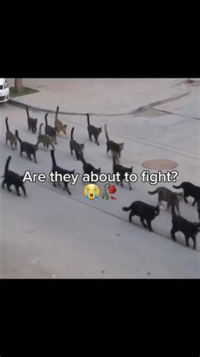 #funny #trending