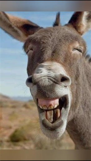 Dog will be cry🤣#funny #animals #shorts #shortsfeed