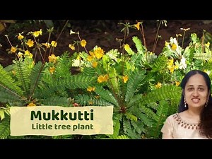 GROW MUKKUTTI MEDICINAL PLANT in your garden! Biophytum sensitivum #medicinalplant #plantlover