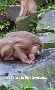 43K views · 314 reactions | Ashley, a young pigtail macaque, had just experienced the most life-changing moment of her life—giving birth for the first time. But instead of joy, the jungle was filled with sorrow. Her newborn baby, so small and fragile, was no longer alive. | Style Monkey action | Facebook