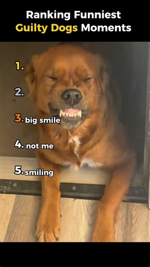 Ranking the Most Guilty Dogs Ever Caught 🐶😅
