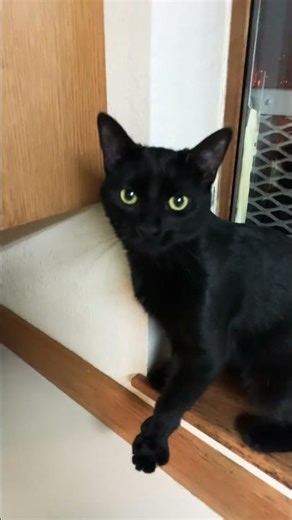 This Little Kitty = Big Happiness 🐾🔥