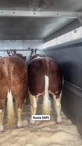 Pesona sapi si mental monster dengan bobot 1 ton up 😍😍😍 #fyp #viral #trending @penggemar berat pengikut semua orang SEMUA ORANG Sorotan Publik Sorotan Berita Viral Sorotan Berita Viral Sapi Limousin Brahman Simmental Sapi bull Sapi Madura Madrasin Sapi Madura Dirman Trevel Salim Perpusda Muna Samsul Arifin Yuba Putune Soekarno Sumardi Sumarna Sumarna Bambang Sumarno SuliVan Supriadi Riadi SUMON’S CATTLE | Dunia SAPI