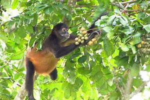 Monkeys often eat fruit containing alcohol, shedding light on our taste for booze - Berkeley News