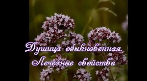 Душица обыкновенная, необыкновенное растение! Лекарственные свойства
