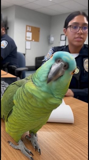 You’re trying to write a serious police report… and your parrot demands a kiss. 😂🦜 #SelfieTime #ParrotFun #OfficeHumor #FunnyPets #PetLovers #BirdComedy #ParrotLife #AnimalHumor #LaughOutLoud #ReelsComedy #FurryFriends #PetCuteness | Lovely Cats