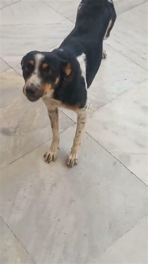 mujhe thodi si privacy chahiye per Meri mamma jab Dekho jab video banati rahti hai 😡#Golden retrieve