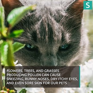 3.3K views | The signs that your dog or cat may have hay fever and how to treat it | Surrey Live | Facebook