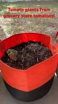 Growing tomatoes from grocery store tomatoes! #gardening #containergardening #tomato #patiogarden