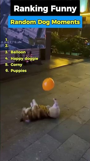 Ranking the Funniest Random Dog Moments 🐶😂