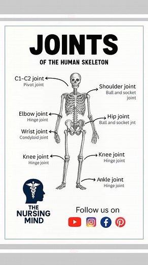 🦴✨ Joints of the Human Skeleton – Made Simple for Nurses & Medicos! 👉 Remember: • Shoulder & Hip → Ball & Socket • Elbow & Knee → Hinge • C1–C2 → Pivot • Wrist → Condyloid 📚 Perfect for quick exam revision & clinical practice! 💡 💬 Save this post & share with your nursing friends 👩‍⚕️👨‍⚕️#norcet #aiimsnorcet #bscnursing | The Nursing Mind