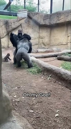 Gorilla Fight Caught on Camera at San Diego Zoo | Shocking Wild Moment!