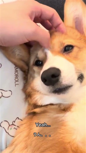 I Think I Found the Off Button 🔘#dogshorts #corgi #pets #petshub #puppy #cute