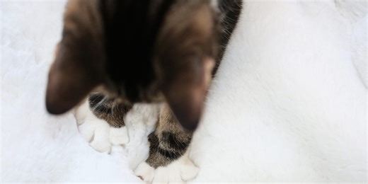 Why Do Cats Make Biscuits? Here's What's Behind Kitty’s Need to Knead