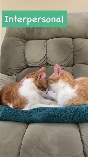 Cats ARE Smart! | Gardner’s Intelligences