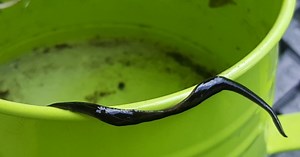 Dangerous New Guinea flatworm spreads to Sanibel